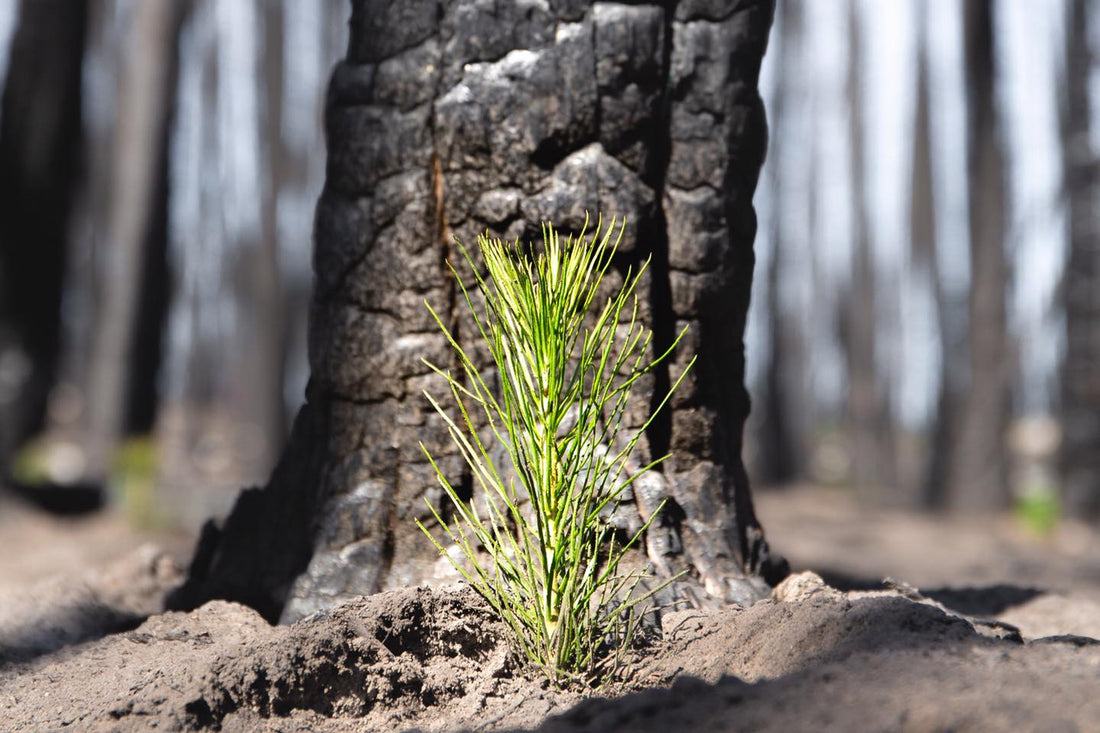 52 trees planted in Australia