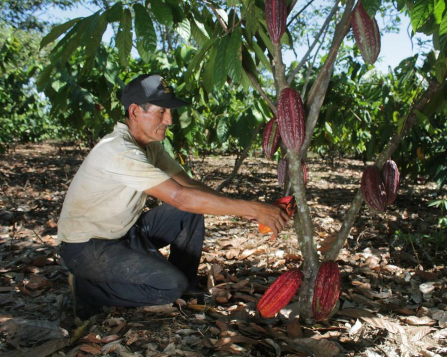 105 trees planted in the Amazon Rainforest