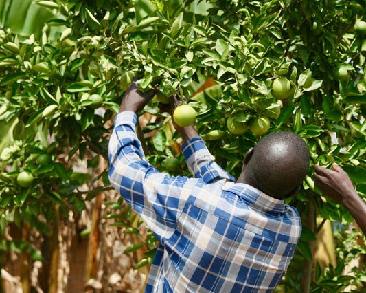 43 trees planted in Uganda